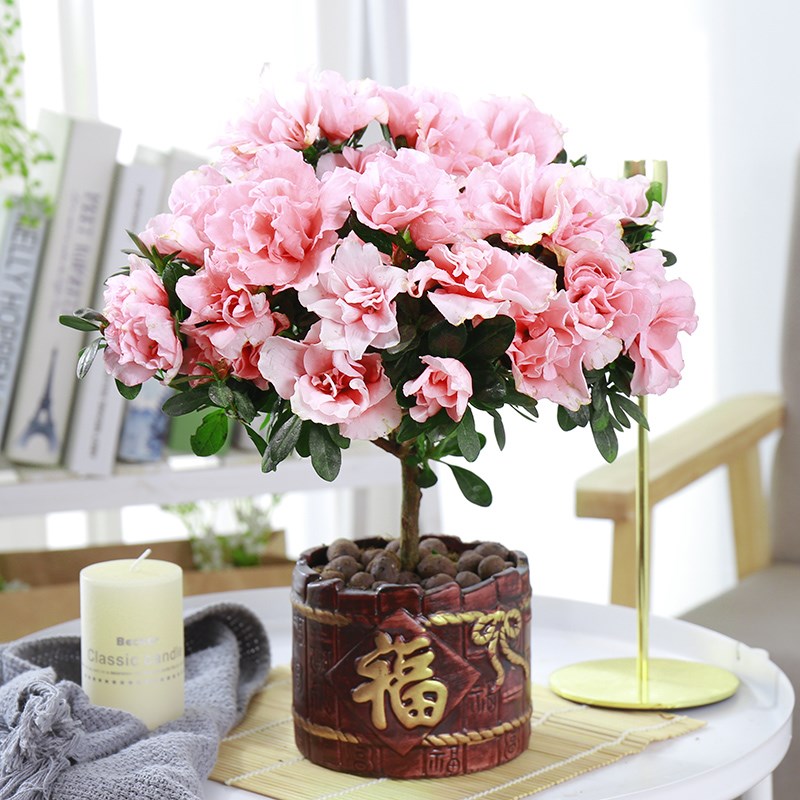四季杜鹃花花苞带盆栽红杜鹃花树苗老桩长寿花卉室内植物易活好养