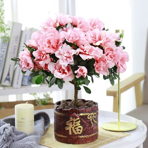 四季杜鹃花花苞带盆栽红杜鹃花树苗老桩长寿花卉室内植物易活好养
