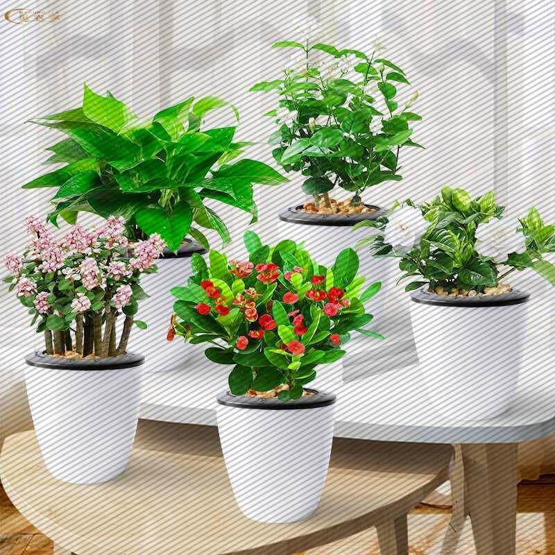 茉莉花栀子花卉盆栽九里香室内植物水培绿萝发财树办公室绿植多肉