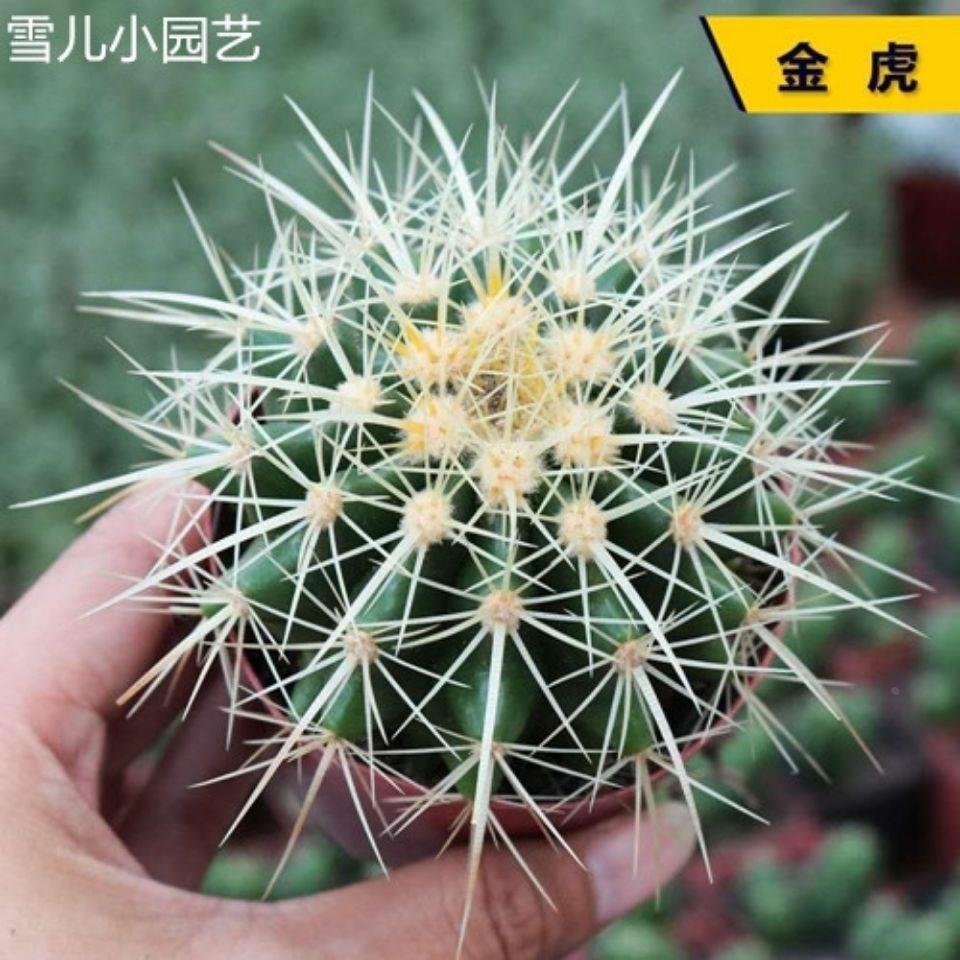 包邮迷你金虎实生仙人球多肉仙人球超大金琥多肉植物放辐射盆栽