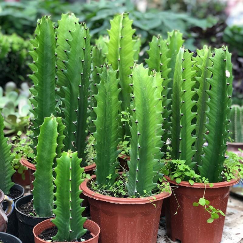 巴西龙骨盆栽室内植物办公桌客厅好养绿植花卉仙人掌仙人柱量天尺