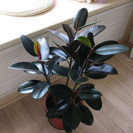 室内客厅大型花卉绿植盆栽 观叶植物 黑金刚橡皮树 盆栽5棵