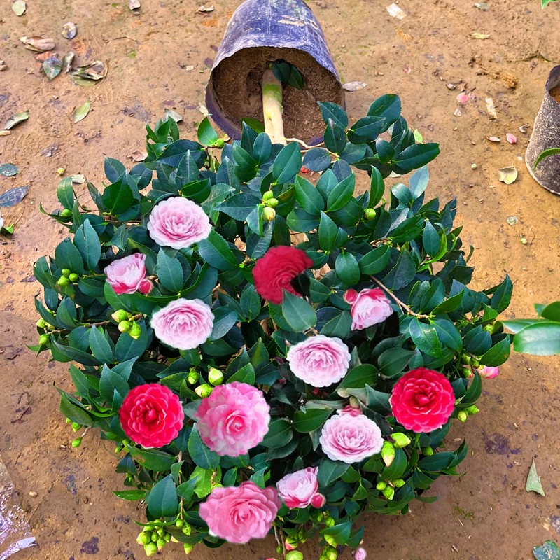 香妃茶花树苗四带花苞季开花五色赤丹花卉植物室内好养山茶花盆栽