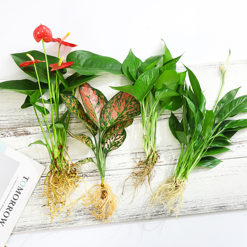 花卉盆栽植物室内水培花绿植四季水生好养活绿萝富贵文竹芋红白掌