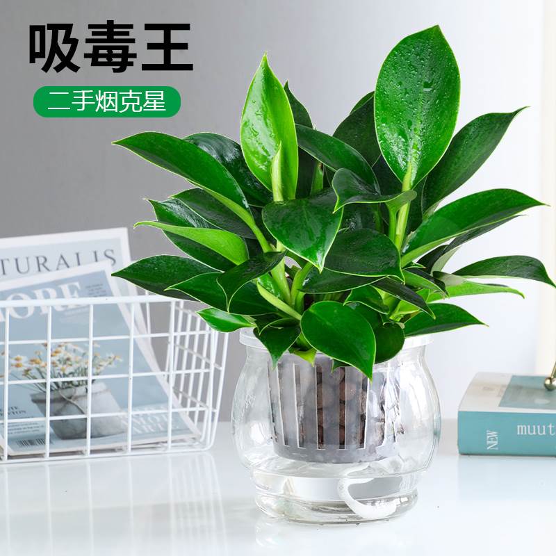 金钻盆栽公主植物绿水培绿植万年青花卉多肉办公室内吸除甲醛好养
