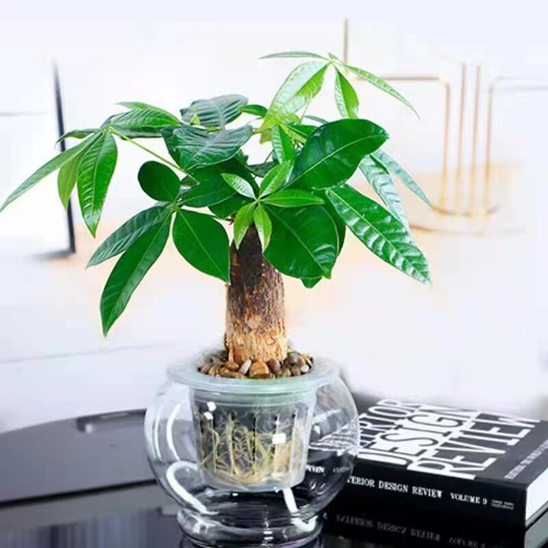 发财树盆室内桌客厅栽摆绿植小盆景发财树苗招财树好养吸甲醛植物