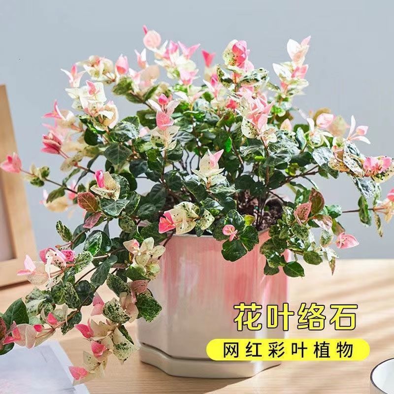 花叶络石藤彩叶植物爬常青藤阳台花园花卉绿植盆栽垂吊兰耐热好养