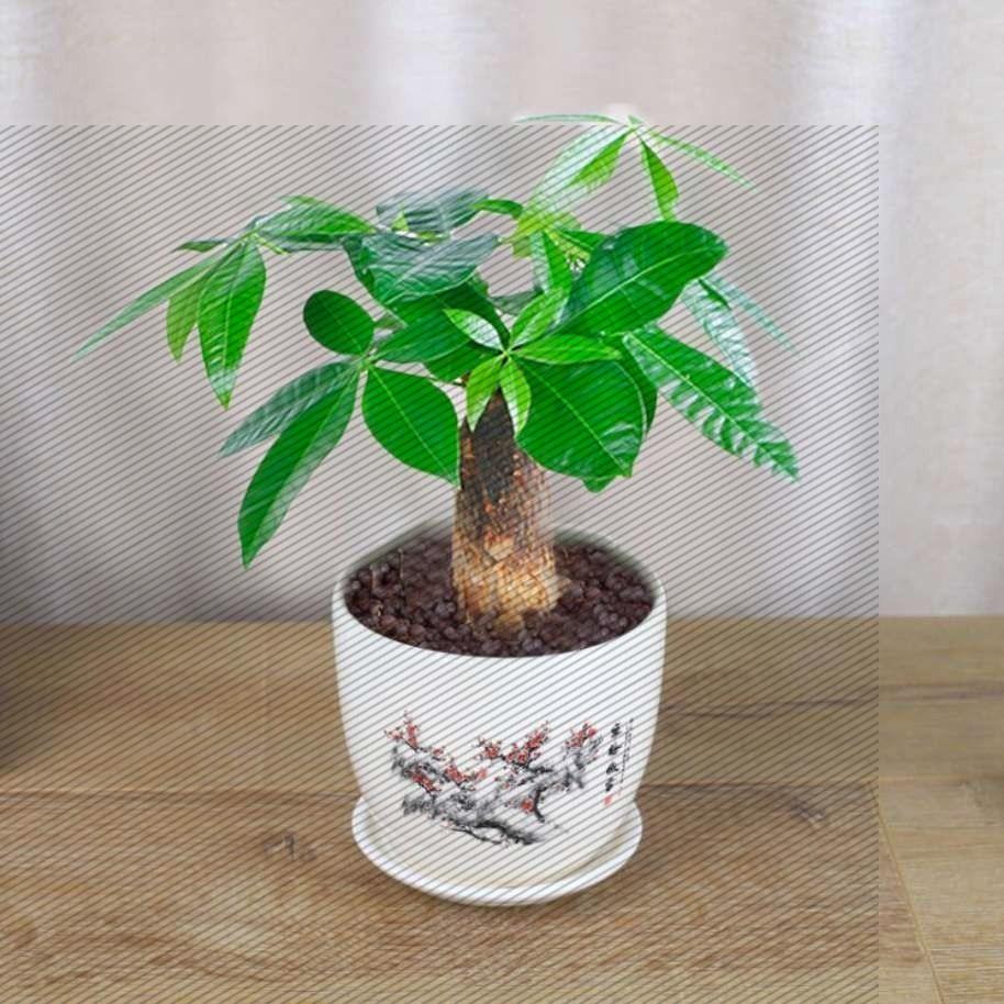 发财树盆栽室内客厅桌面绿植小盆景大发财树苗招财树植物花