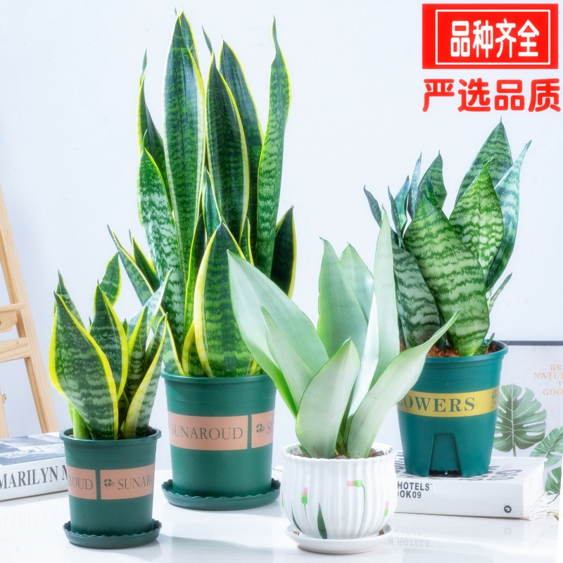 精选金边四季虎皮常兰青多肉植物好养活室内绿植盆栽高矮白玉虎尾