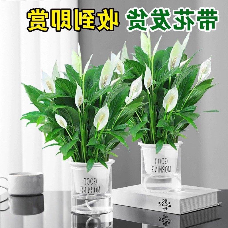 白掌盆栽一帆风顺绿萝花卉植物室内花水培红掌绿植发财树净化空气
