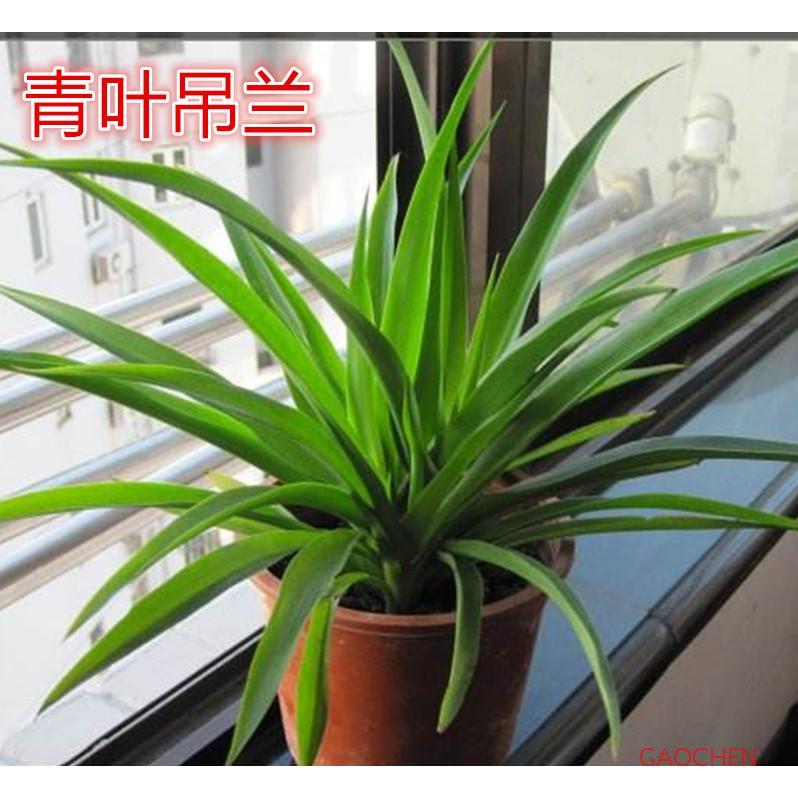 室内花卉植吊兰盆栽 物 青叶金边金心吊兰 花卉 带土发货包邮