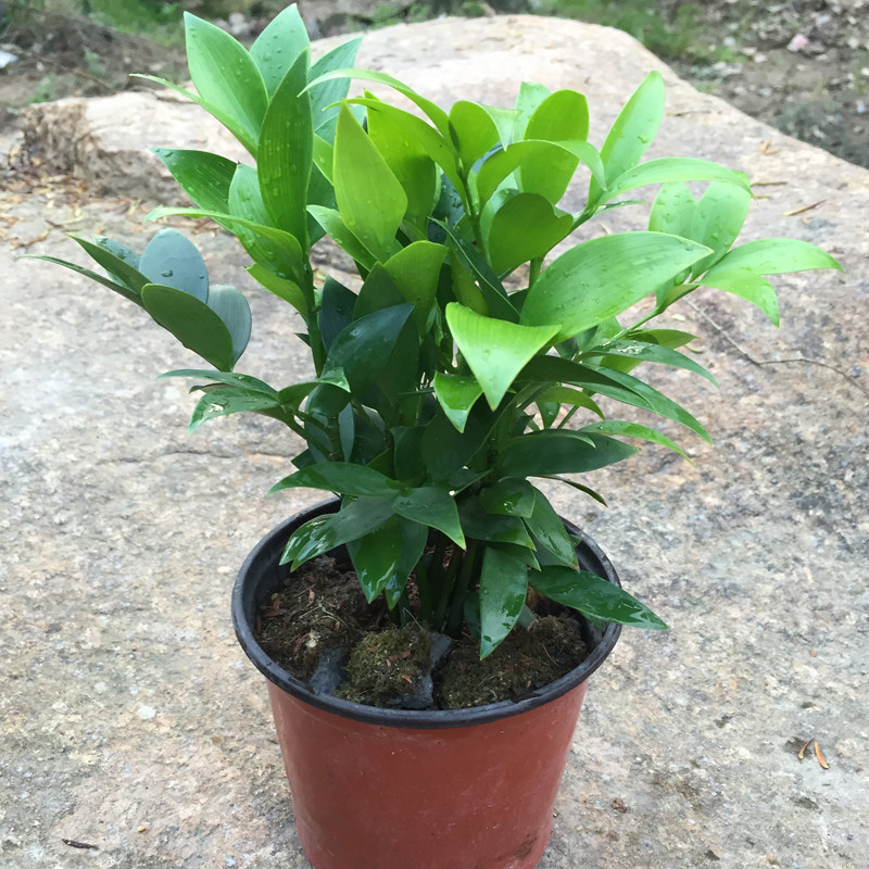 竹柏四季植物常青观叶办公桌阳台室内绿植盆栽净化空气吸甲醛包邮
