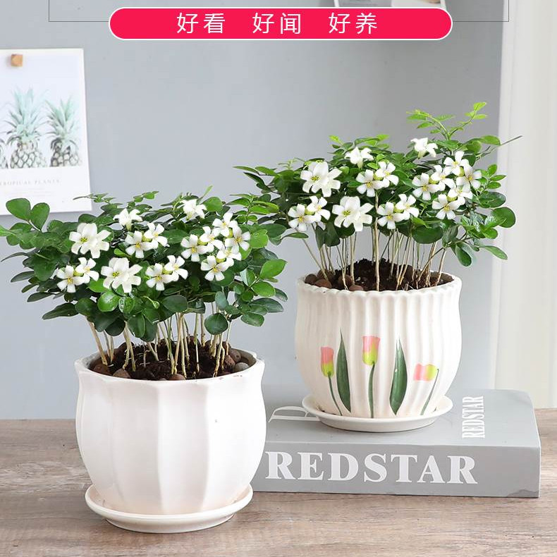 九里香盆栽水培植室内物七里香树苗千里眼驱蚊花卉绿植四季好养