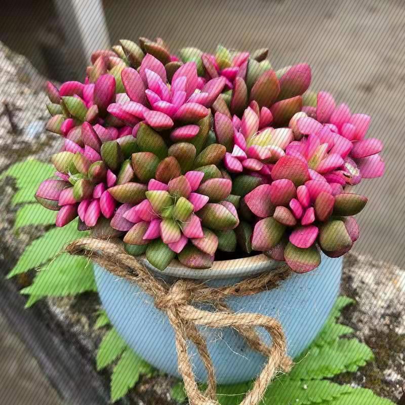 【推荐】吹雪之松锦多肉植物热门盆栽室内绿植花卉四季好养懒人花