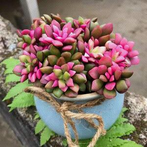 【推荐】吹雪之松锦多肉植物热门盆栽室内绿植花卉四季好养懒人花