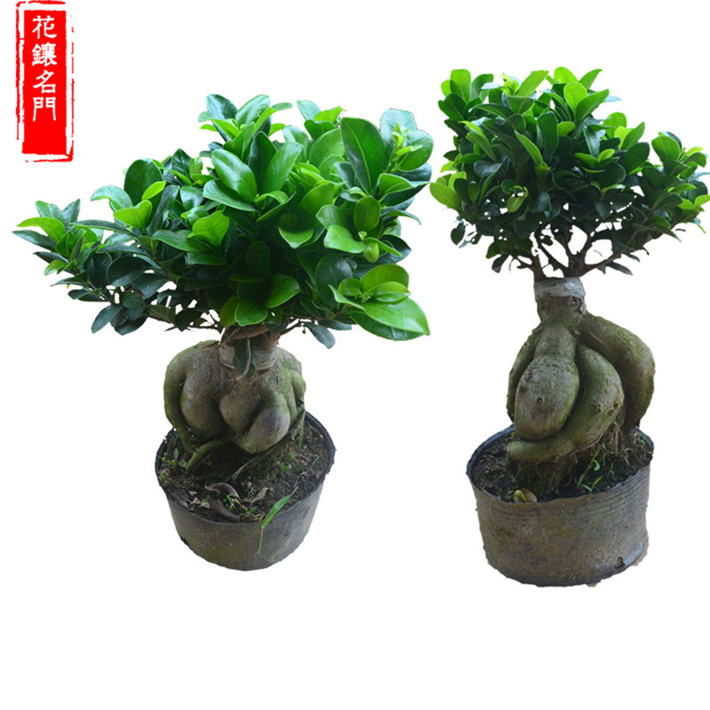 四季常青造型榕树耐寒树桩盆景苗室内植物人参榕小叶榕树盆栽绿植
