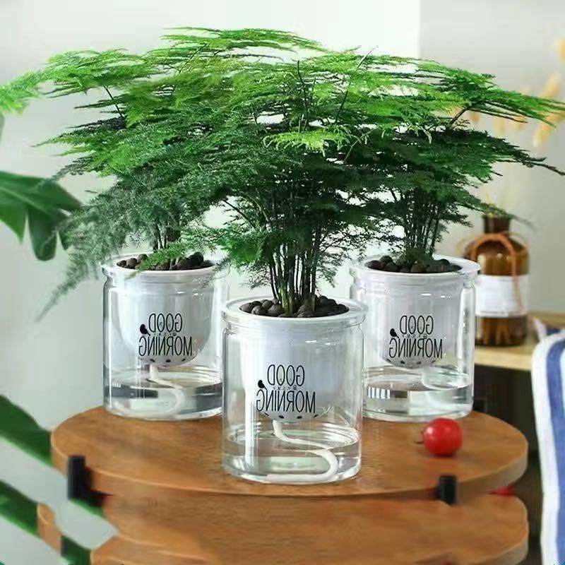 文竹盆栽盆景植物室内客厅花卉办公室桌面绿植好养四季常青大盆栽