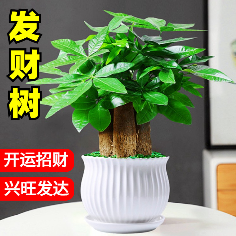 发财树室绿植盆栽内小花卉水培植物黄金葛文竹四季好养活办公室桌