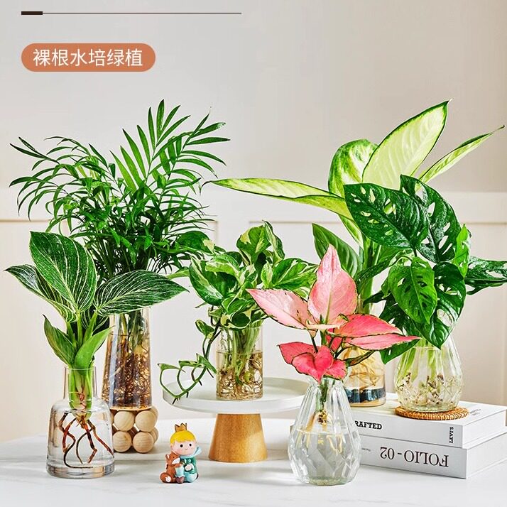 办公室水袖珍植物培椰子吉利红四季好养花卉盆栽桌面水养小绿植