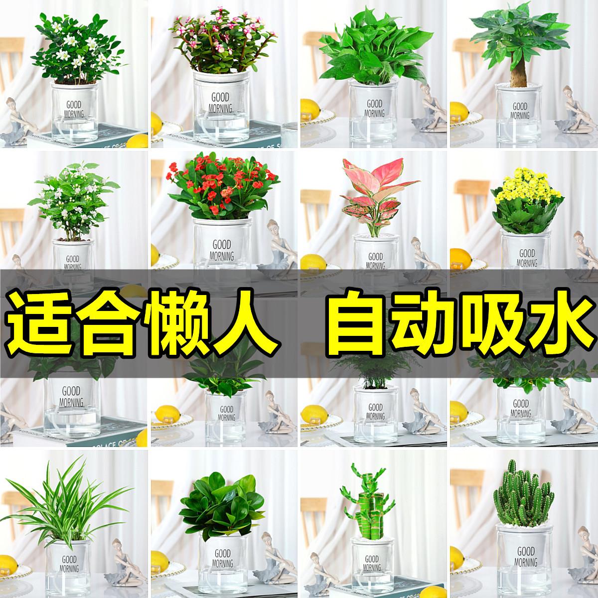 绿萝吊兰花多肉发财树卉盆栽植物办公室内小绿植去除甲醛水培好养