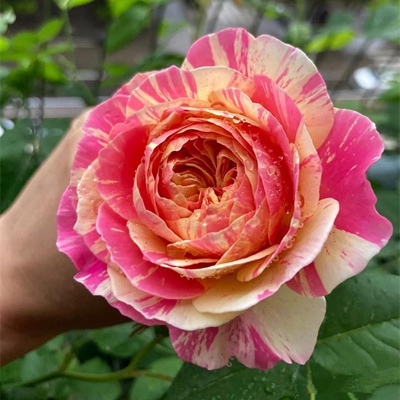 莫奈月季玫瑰法国欧月花苗阳台盆栽花卉四季开花特大花浓香耐热