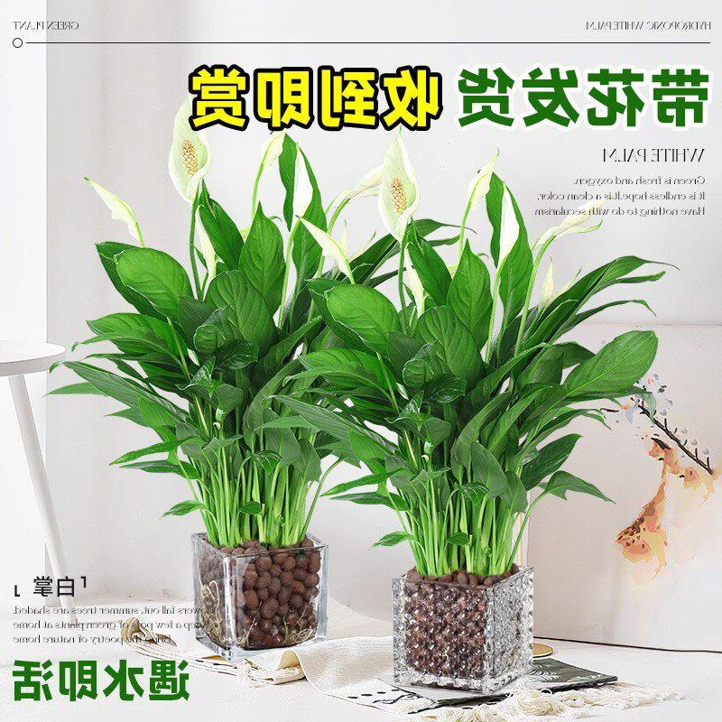 白掌盆栽一帆风顺绿萝花卉植物室内花水培红掌绿植发财树净化空气