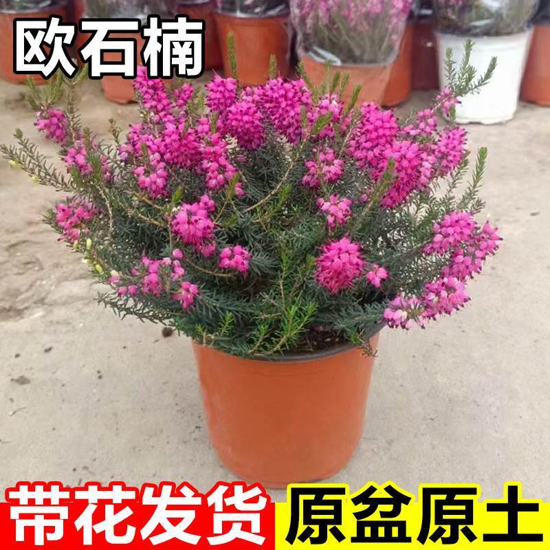 欧石楠盆好花耐寒栽带养植物天使之泪庭院喜阴绿植花卉冬季阳台花