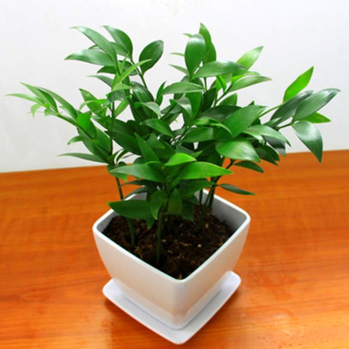 竹柏盆栽客厅阳台四季常青好养绿植花卉盆栽植物观叶植物好养竹子