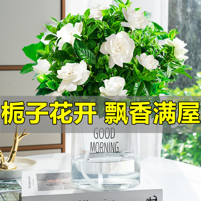 栀子花盆易活栽带花苞水培植物绿植室内花卉大全树苗多肉四季开花