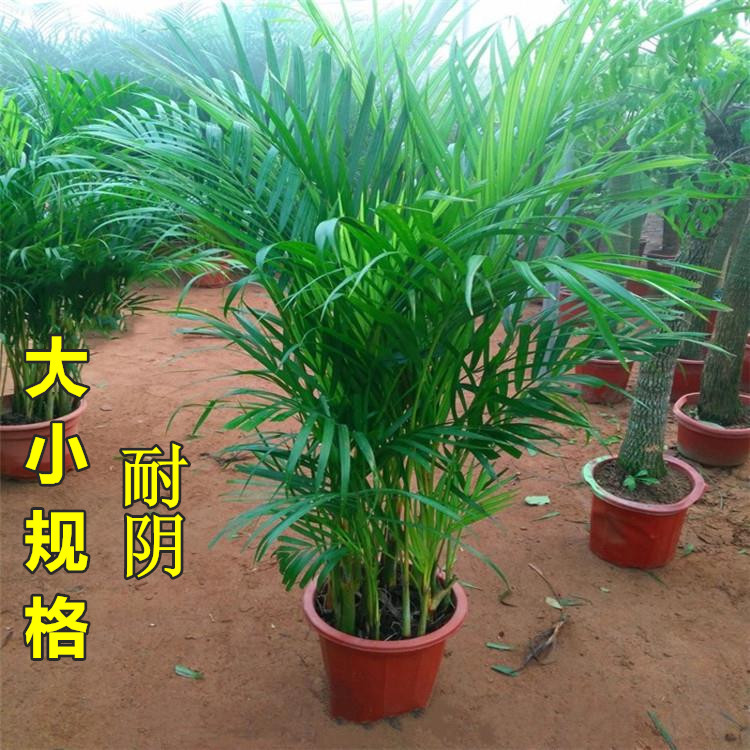 散尾葵凤大型室内尾竹绿植盆栽袖珍叶子盆景花卉净化空气吸甲醛苗