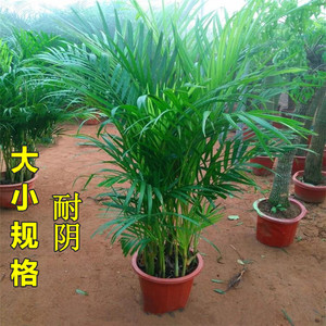 散尾葵凤大型室内尾竹绿植盆栽袖珍叶子盆景花卉净化空气吸甲醛苗