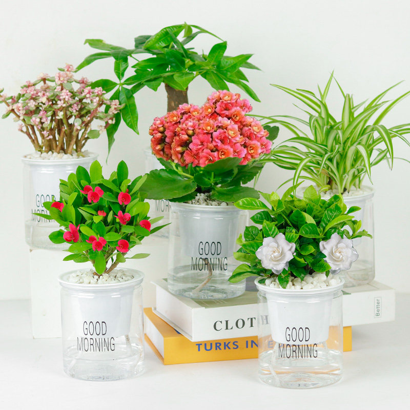 绿植盆栽花卉好养室内发财树办公室文竹栀子花绿萝水培小植物多肉