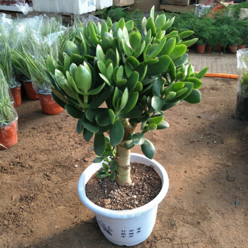 玉树老桩植物多肉大株室内阳台好养活巨型绿植盆栽的净化空气