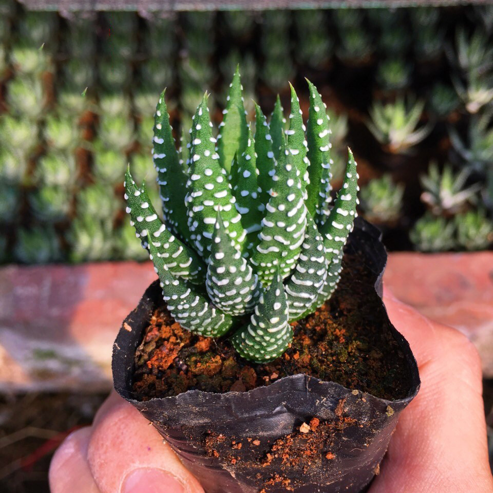 【鹰爪】属多肉十二卷植物办公室室内绿植花卉组合盆栽防辐射净化