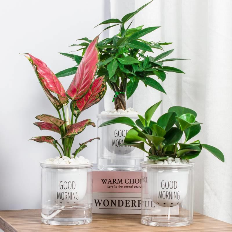 水培植物树发财树金钱文竹富贵竹小盆栽植物室内好养花卉绿植桌面