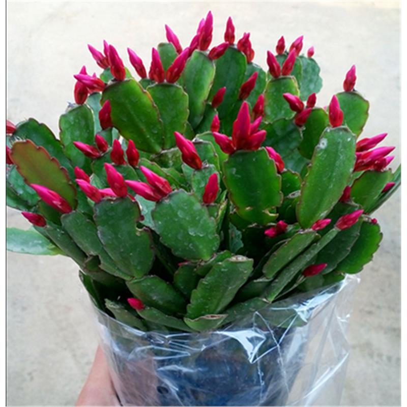 蟹爪兰花卉观盆栽阳台花植物室内花蟹爪兰带花苞水培四季开花不断