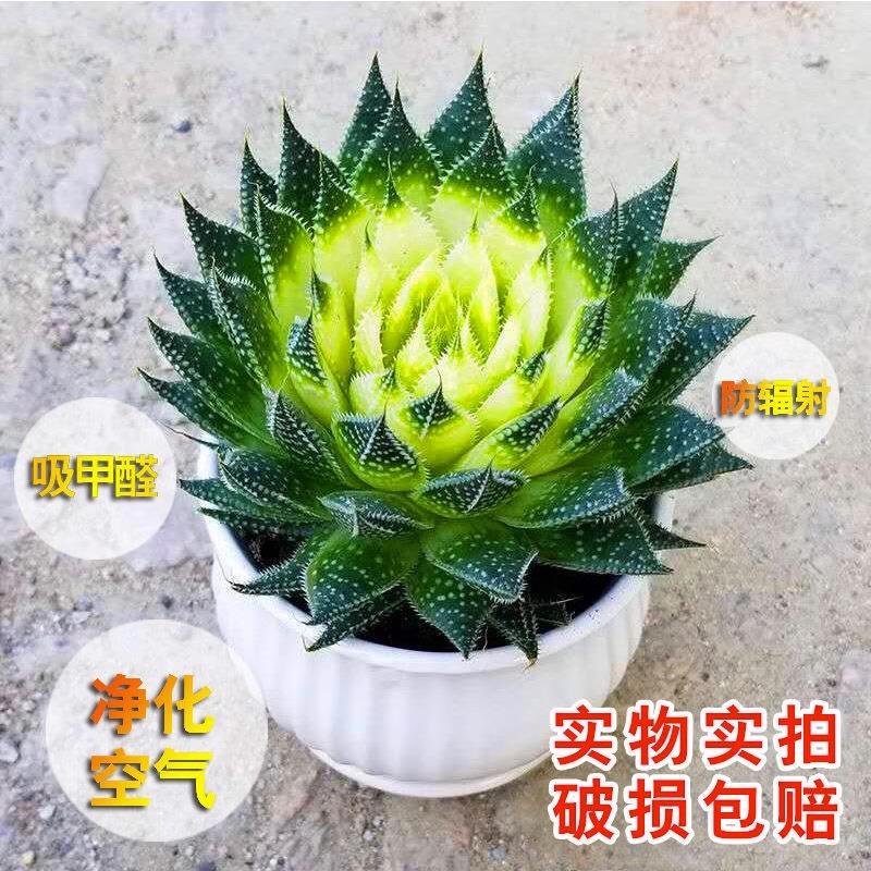 繁星多肉雪花盆栽植物波露芦荟不夜城桌面绿植好养四季常青防辐射