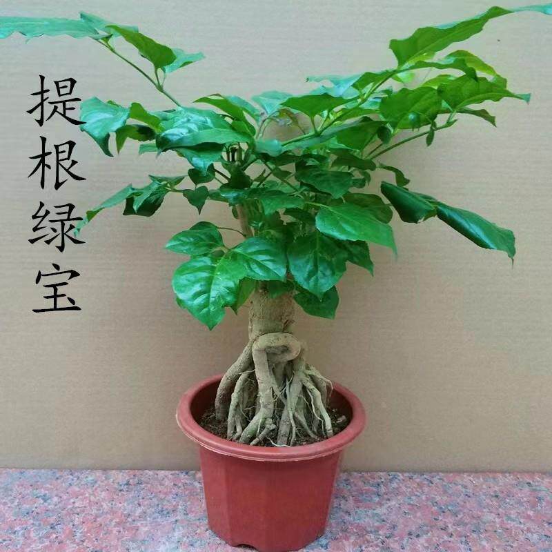 提根幸福盆栽树绿宝造型盆景室内四季常青净化气体办公室盆栽好养