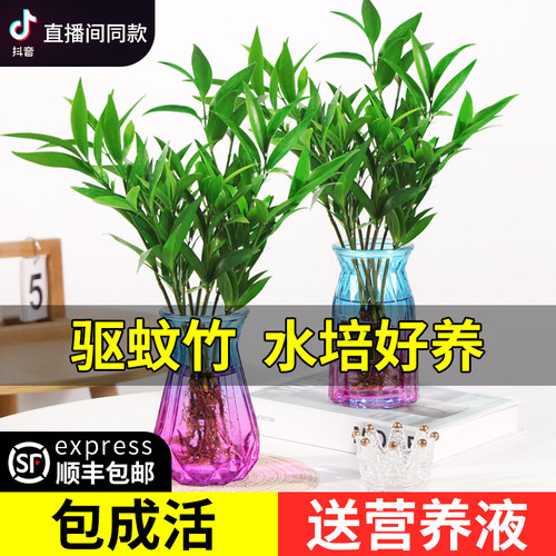 竹柏盆栽植物水培水养室内驱蚊树苗四季常青客厅桌面花卉绿植好养