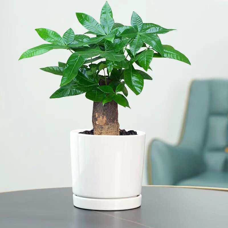 发财树盆金栽绿大植物钱树室内绿萝文竹水培好养客厅招财易活甲醛