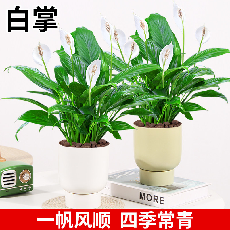 水培红掌盆栽白掌一帆风顺花卉植物室内好养绿植鸿运当头四季开花