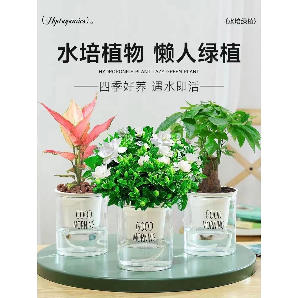 绿萝发财多肉室吊兰树内小绿植水培植物花卉盆栽虎皮兰吉利红绿箩