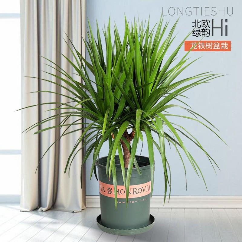 龙须树大型绿植多盆栽头龙血树龙铁树发财树室内客厅花卉植物盆景