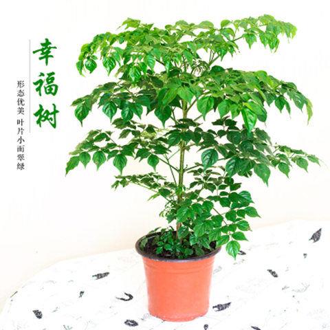 四季长青幸福树小盆栽福贵绿宝绿植花卉花盆绿萝发财树客厅室内
