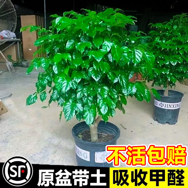 幸福树客厅净盆栽大颗化空气新家吸甲醛平安树四季常青发财树植物