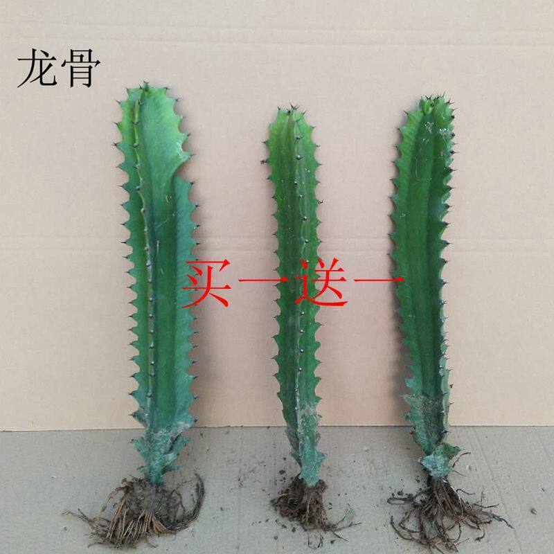 多肉绿植室内 龙骨 客厅阳台摆放庭院种植花卉耐寒植物盆栽