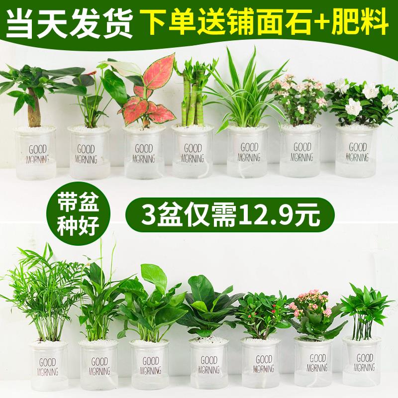 绿植盆栽室内花卉好养发财树办公室文竹栀子花绿萝水培小植物多肉