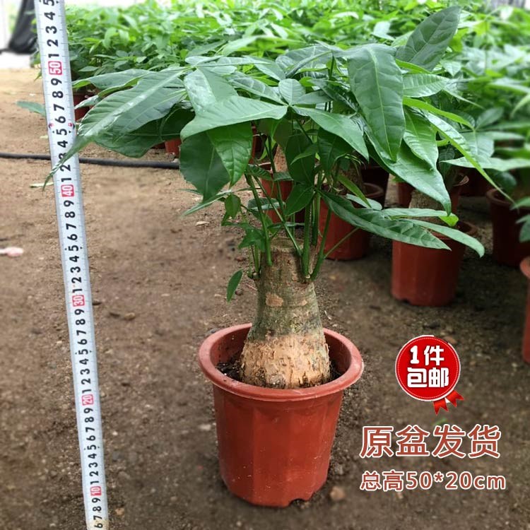 发财树中招小摇钱盆栽财树大型办公室防辐射送礼室内绿植花卉盆景