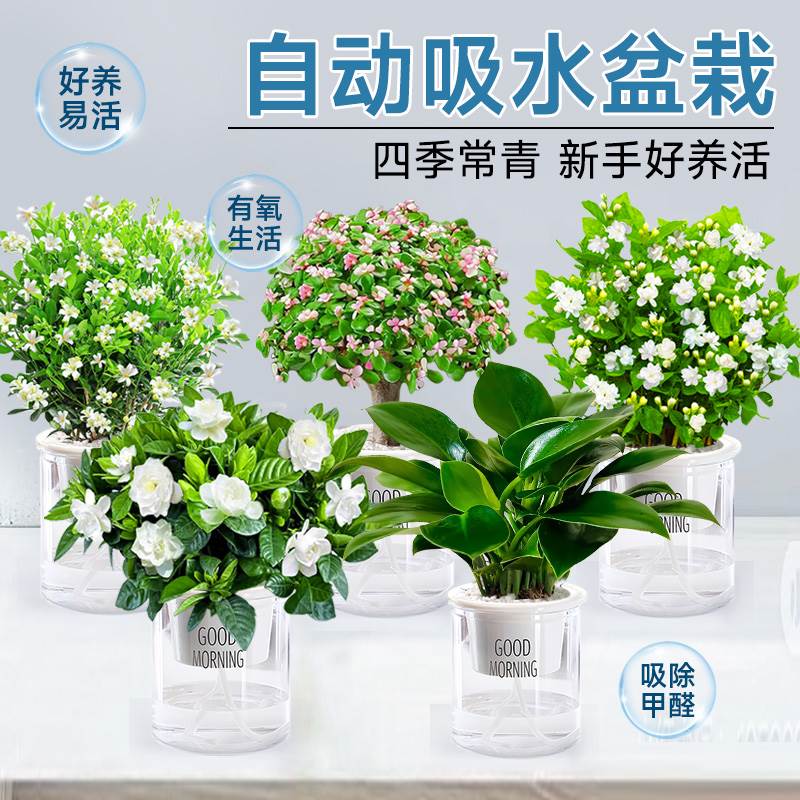 绿萝箩吊花卉发财树兰盆栽小绿植办公室内多肉植物除甲醛水培好养