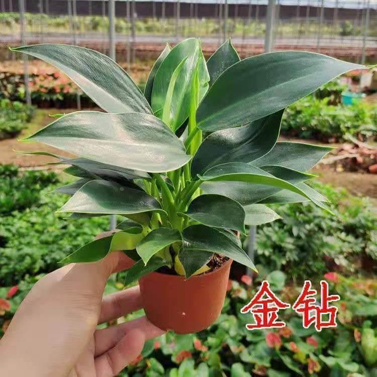 大叶金钻甲醛吸防盆栽辐射净化空气盆栽绿植装修新房去除甲醛植物